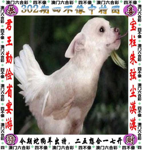 澳门天天免费精准大全,澳门天天免费精准大全四不象