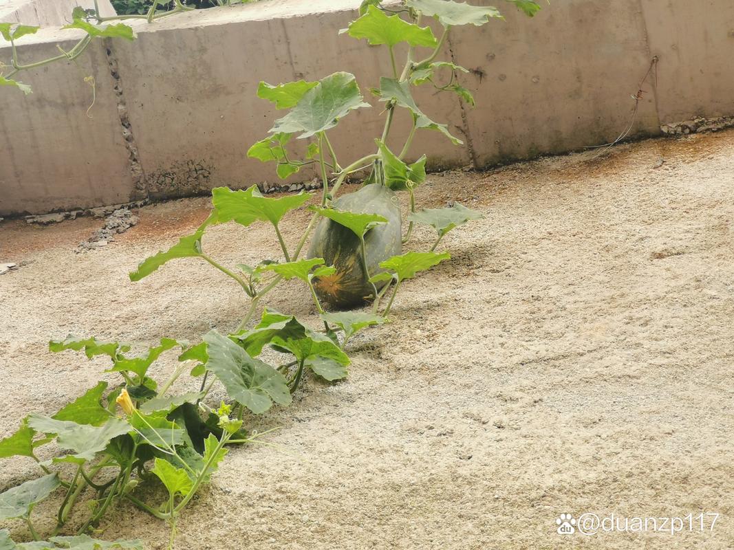 欲钱找顺藤摸瓜打一生肖,水深火热顺藤摸瓜猜一生肖