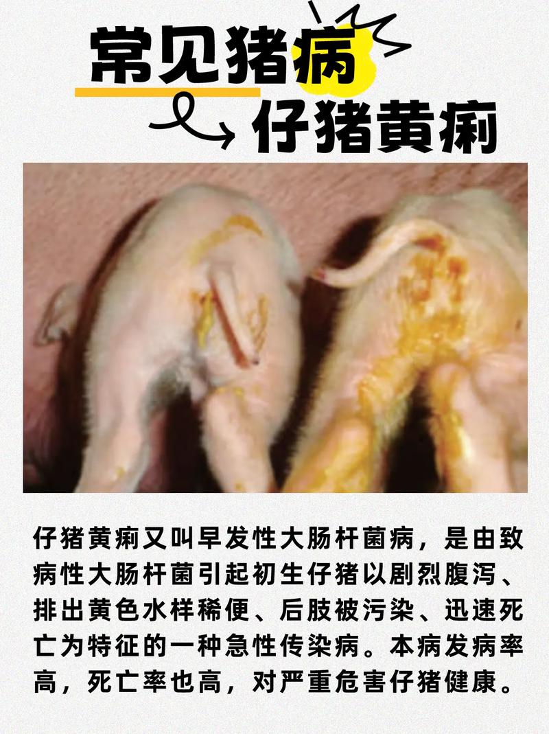 猪的ped是什么意思,猪检测ped阳性什么意思