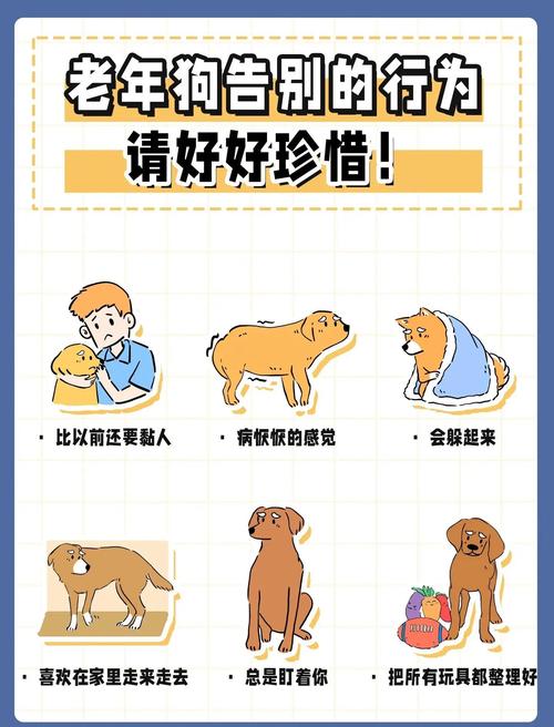 狗狗临死前为什么不看主人,为什么小狗临死前,多要躲起来不让主人发现?