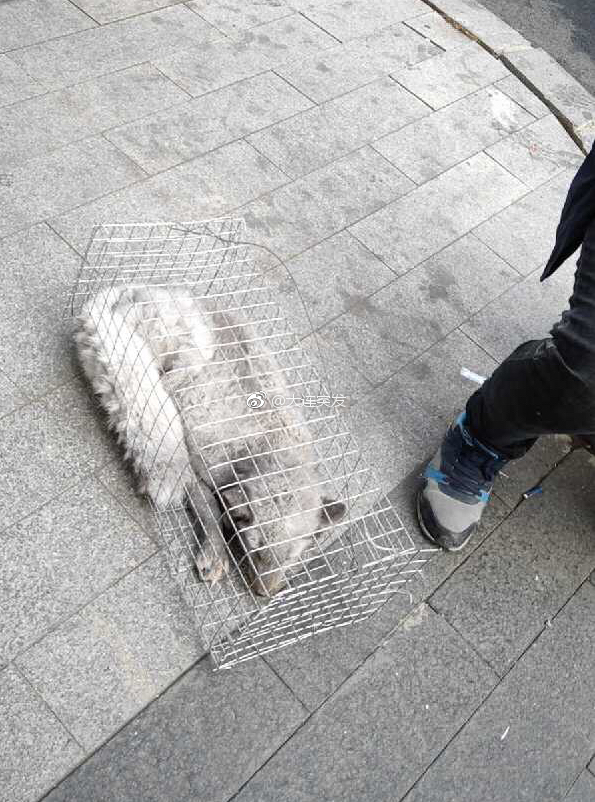 狐狸能卖吗(可以卖狐狸吗)