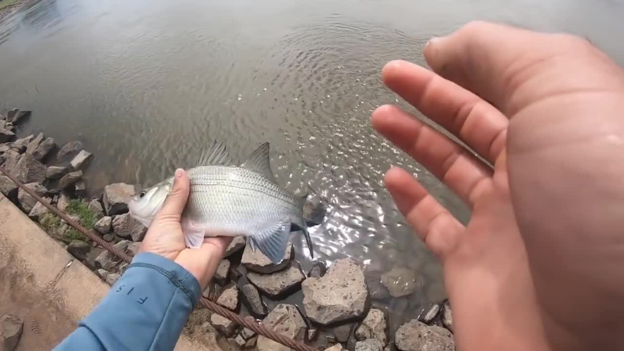 我想看捕鱼的视频(我想看捕鱼的视频英语)
