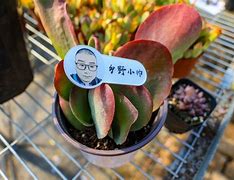 狐狸是国家几级保护动(狐狸是国家几级保护动物)