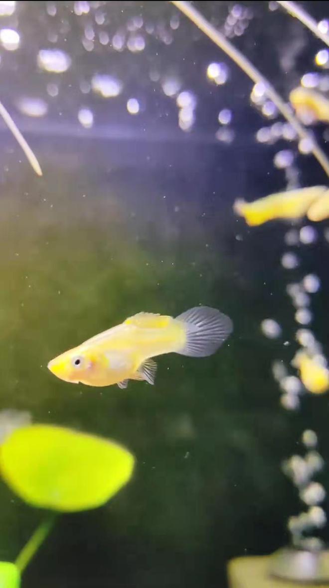 不喜欢养鱼的人性格(不养鱼是不是拒绝的意思)