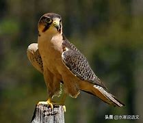 DataTransfer怎么读(filetransferprotocol英语怎么读)