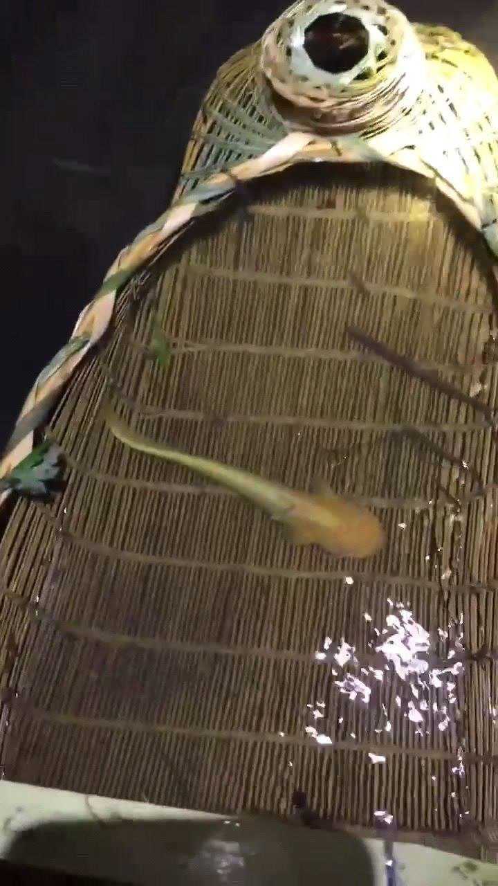 包含喜欢看抓鱼视频是什么心理的词条