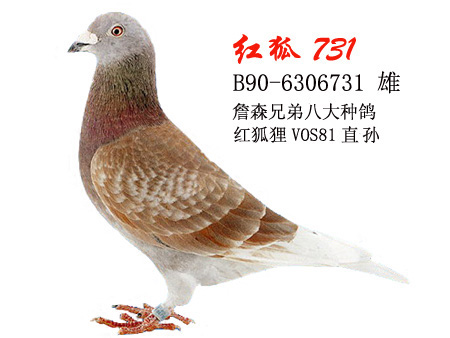 红狐狸葡萄酒(红帽女郎红葡萄酒)