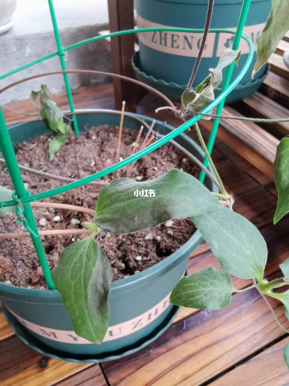 乌托邦怎么提现(乌托邦怎么提现到微信)
