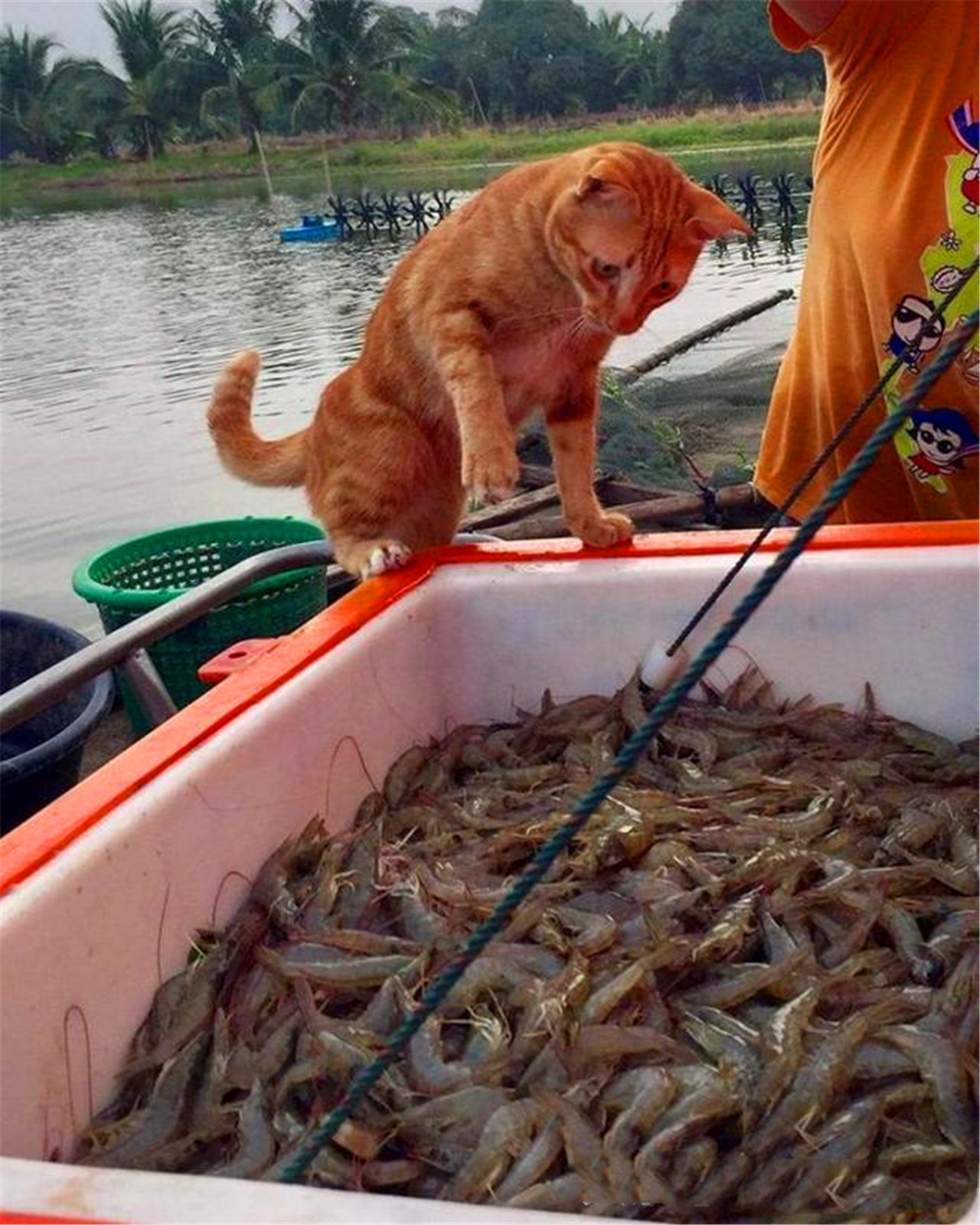 猫捕鱼中的猫是什么样的猫(猫捕鱼告诉我们是什么样的猫)