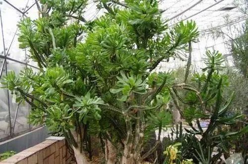 k豆是什么(k豆是什么币)