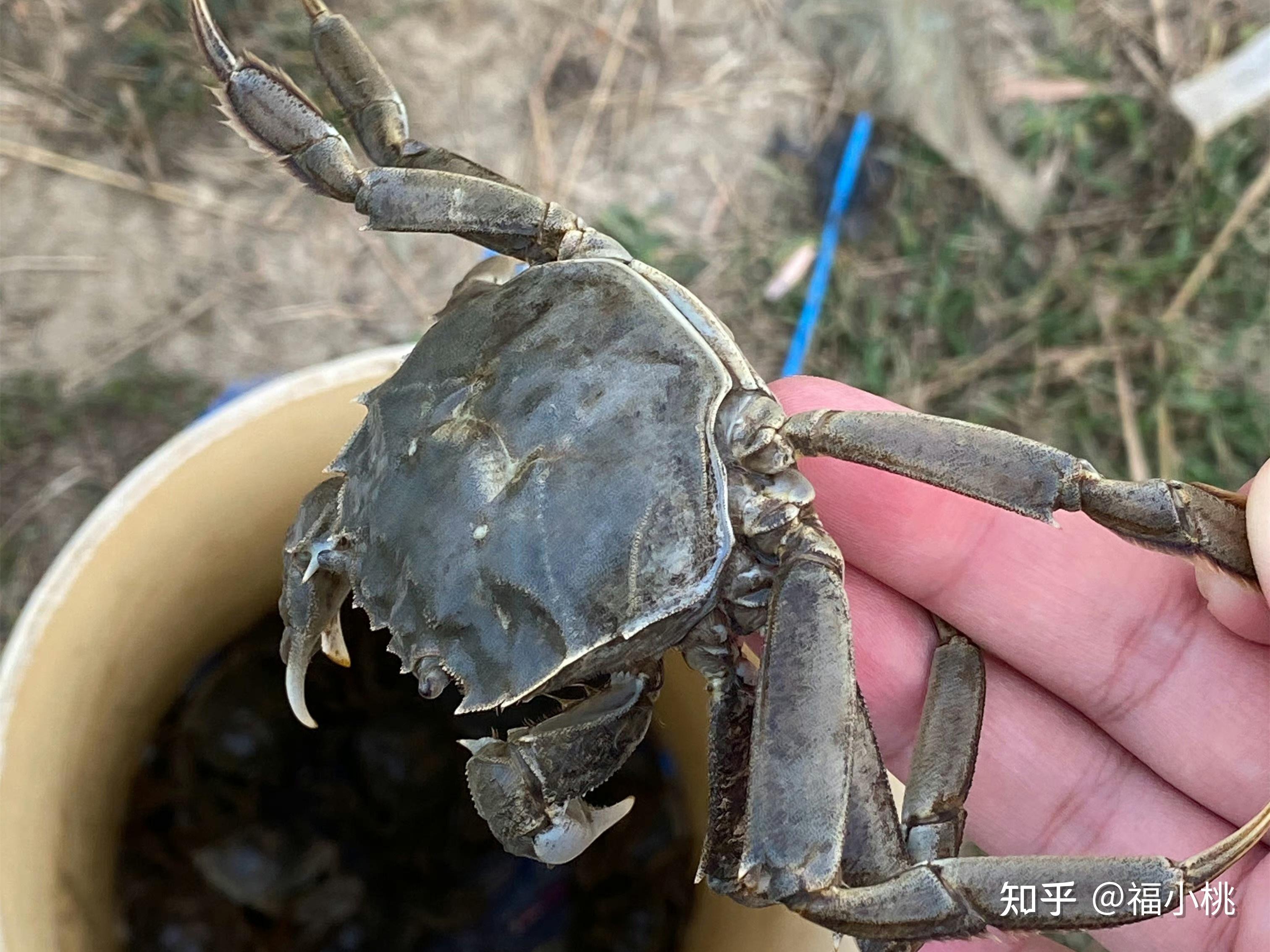 苹果不能下载螃蟹吗知乎-苹果不能下载螃蟹吗知乎怎么下载