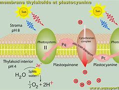 plastocyanin-plastocyanin翻译