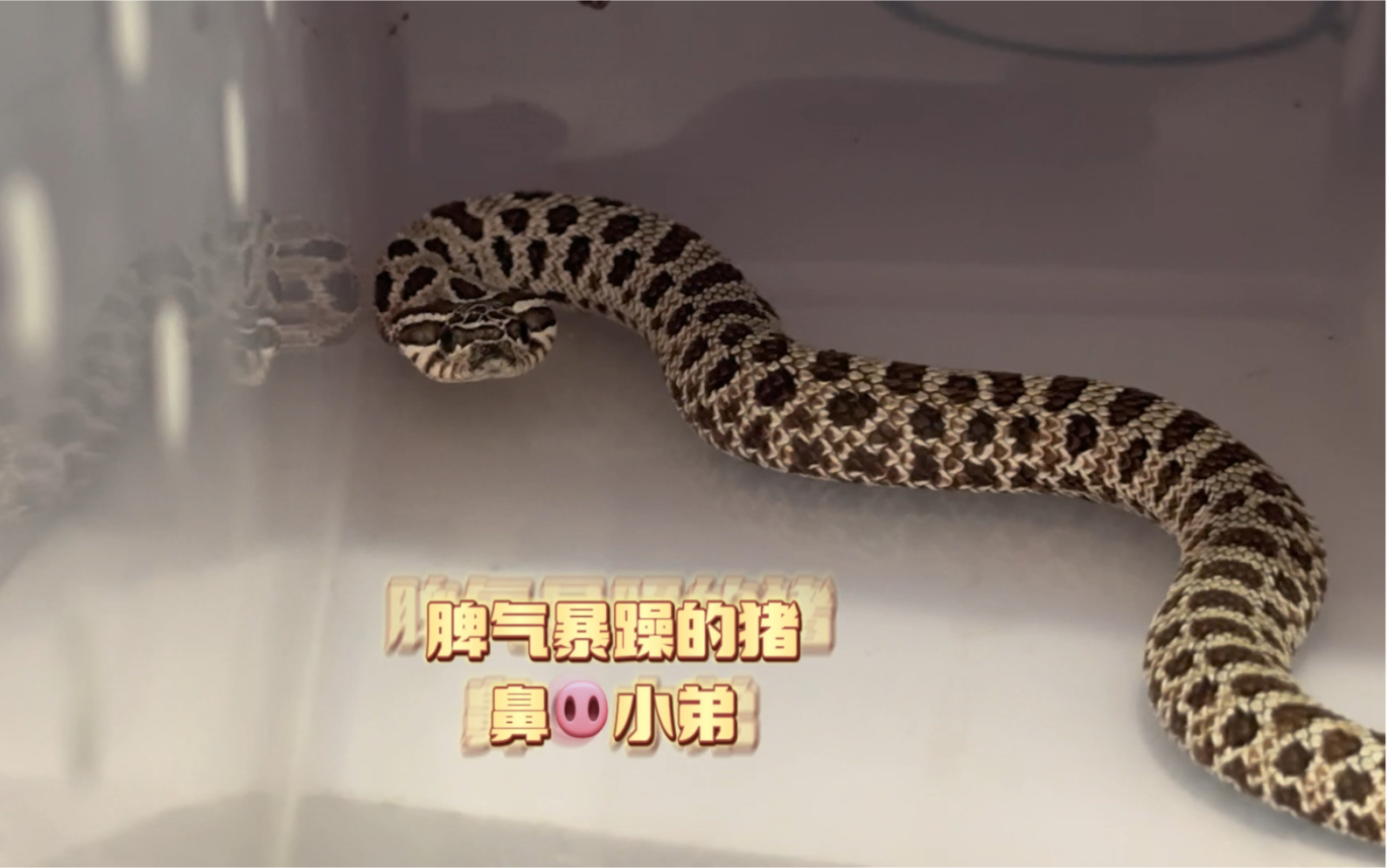 三条蛇仔缠大猪指什么意思-三条蛇仔缠大猪,生逢闰四初十口